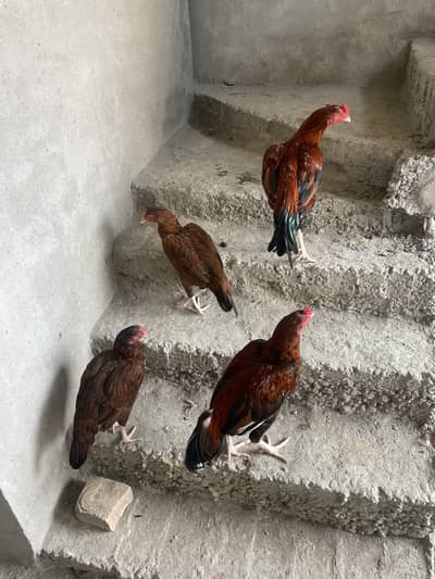 2 aseel mugha 4 aseel hens