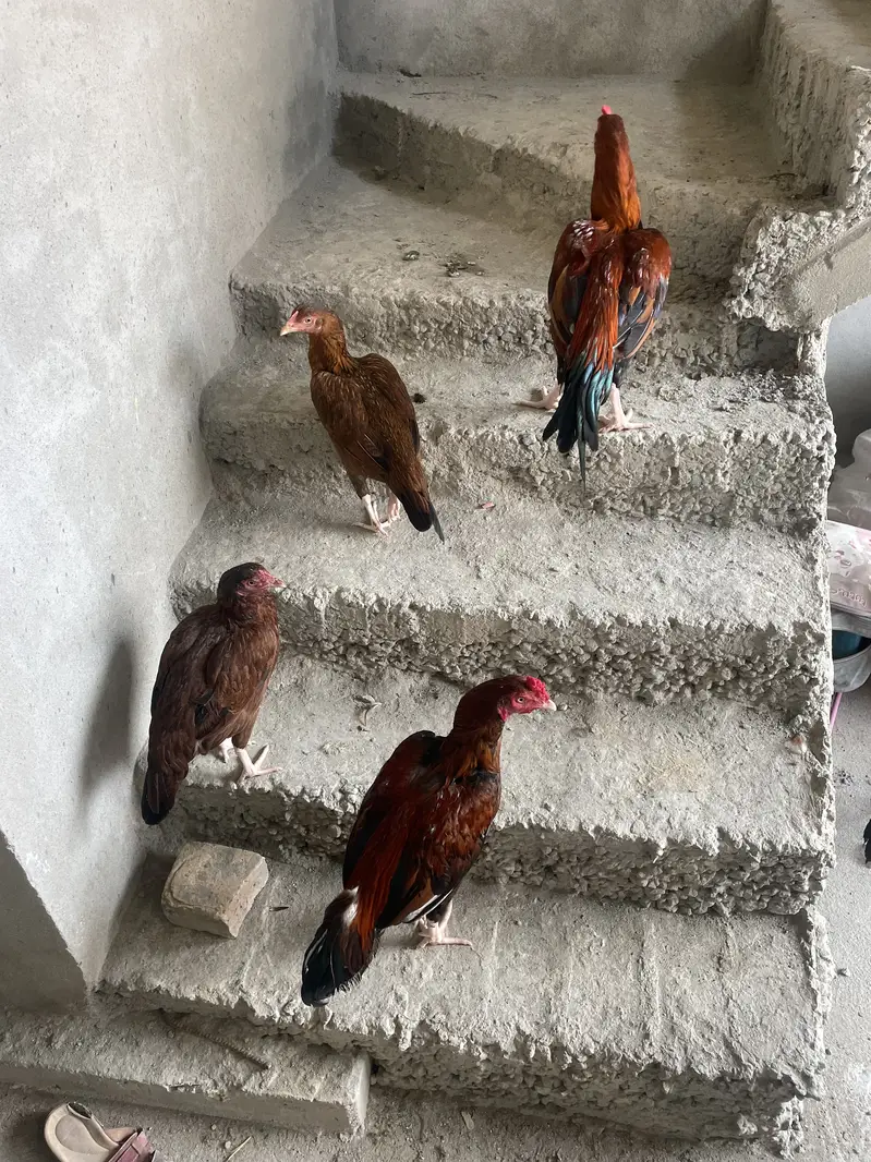 2 aseel mugha 4 aseel hens — photo 2