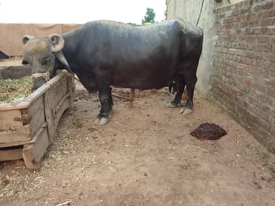bhens for sale 4 br sui ha