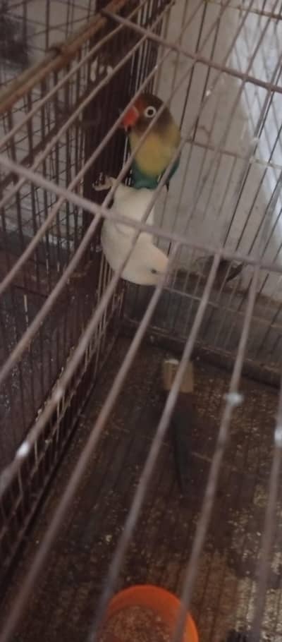 love birds for full breeder 2 years age