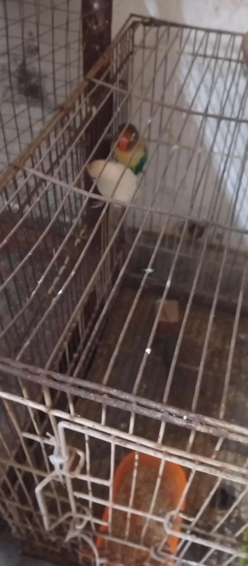 love birds for full breeder 2 years age — photo 3
