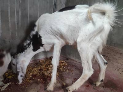 Bakra for sell