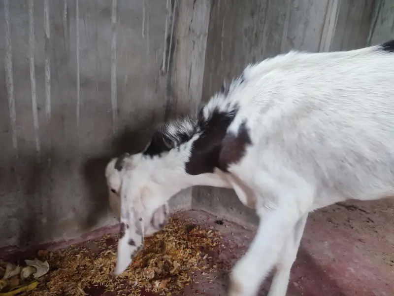 Bakra for sell — photo 2