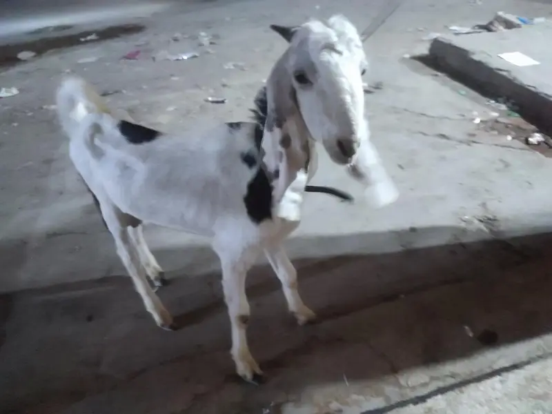 Bakra for sell — photo 3