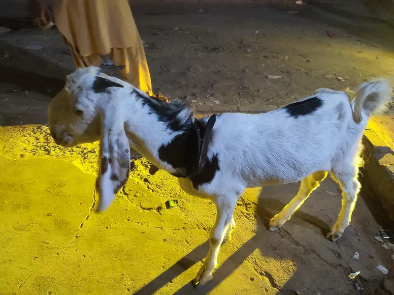 Bakra for sell — photo 4