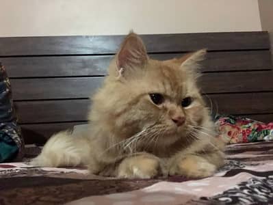Cat for adoption