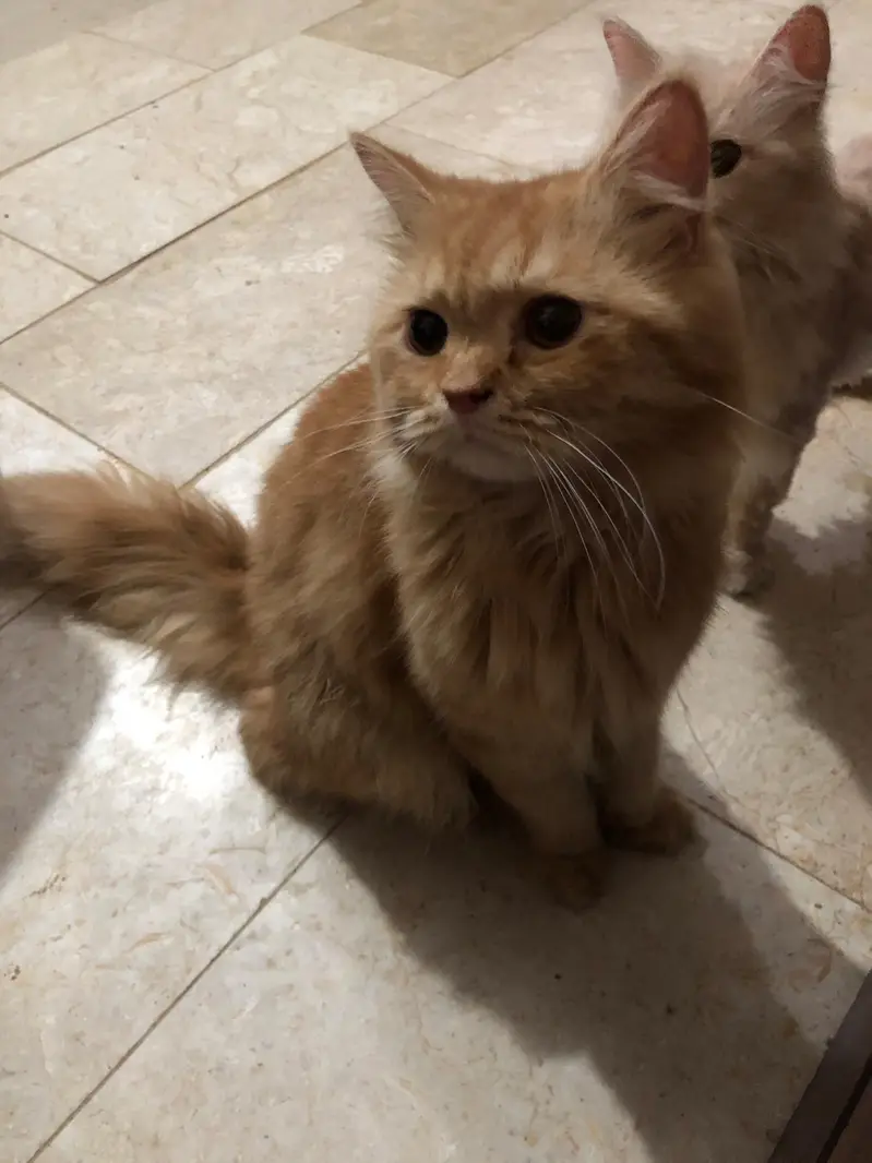 Cat for adoption — photo 2