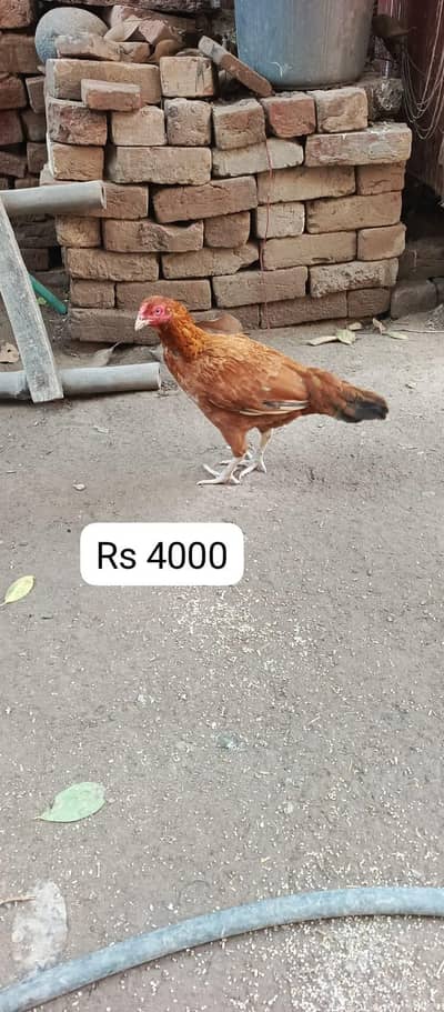Andy bachon ki warranty sab kuch sai slamat hen ankhen tangen Andy bac