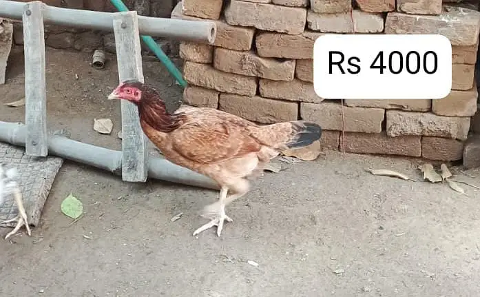 Andy bachon ki warranty sab kuch sai slamat hen ankhen tangen Andy bac — photo 2