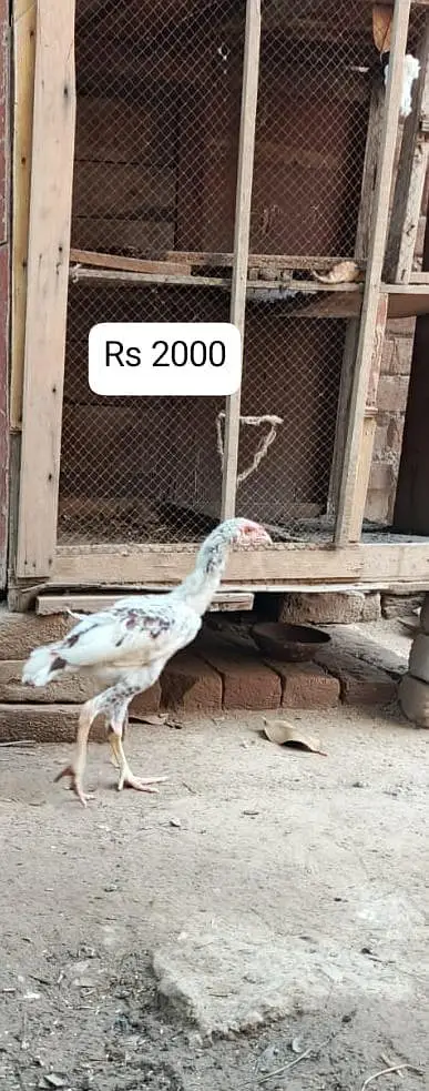 Andy bachon ki warranty sab kuch sai slamat hen ankhen tangen Andy bac — photo 3