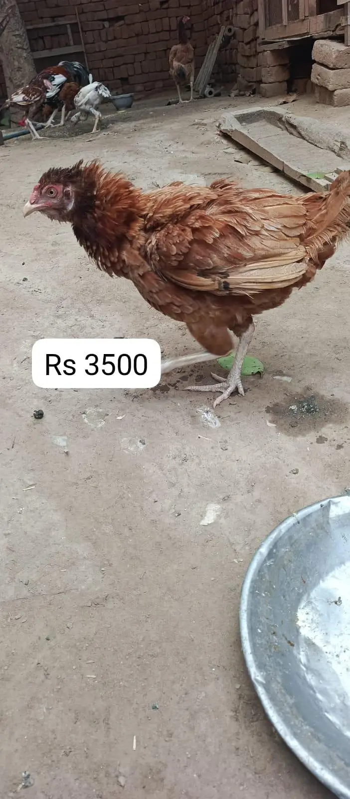 Andy bachon ki warranty sab kuch sai slamat hen ankhen tangen Andy bac — photo 4