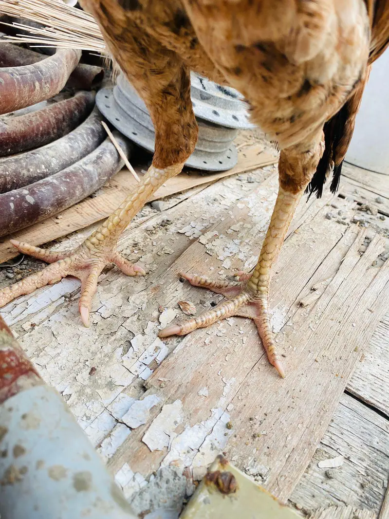 pure aseel hen — photo 2