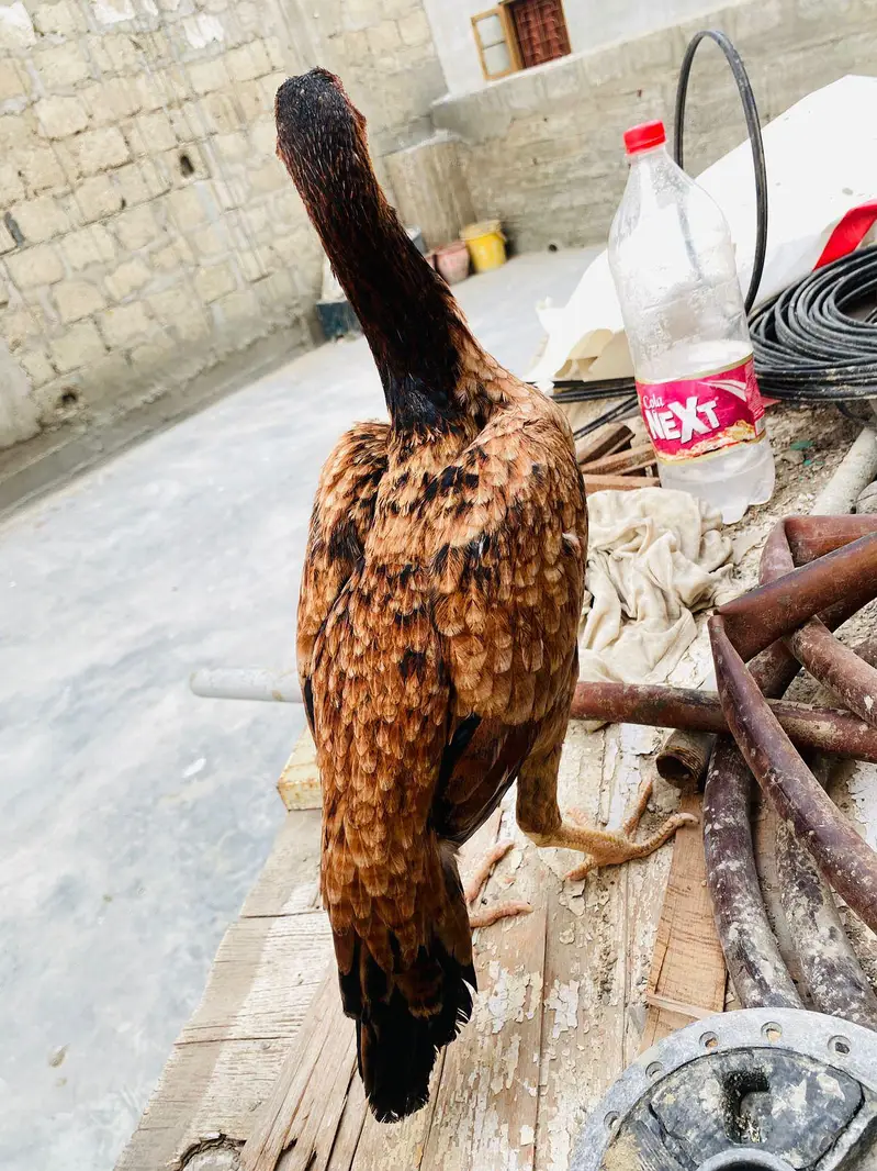 pure aseel hen — photo 3