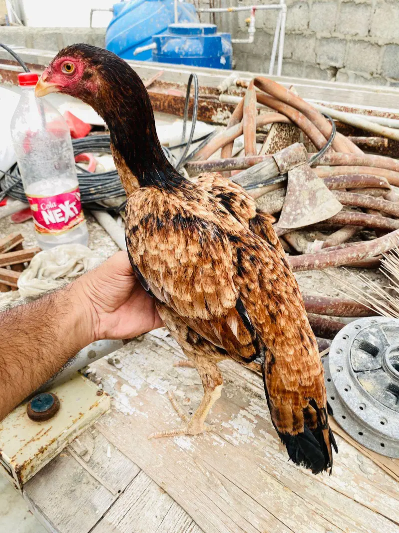 pure aseel hen — photo 4