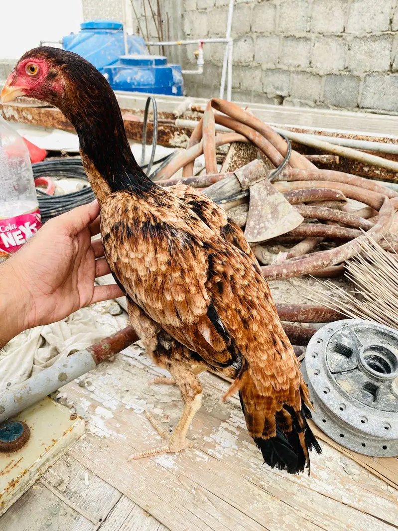 pure aseel hen — photo 5