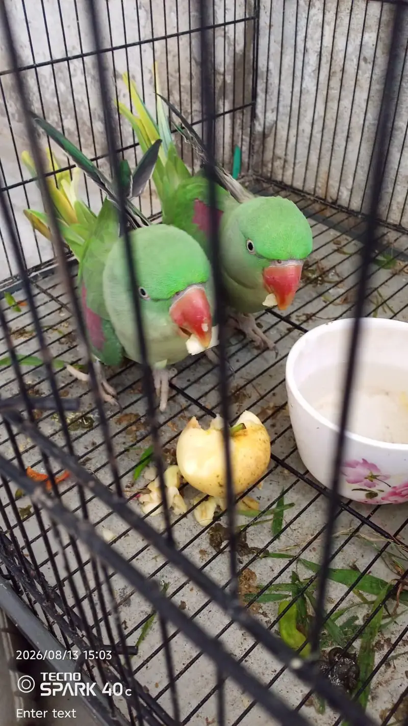 urgent sale — photo 4