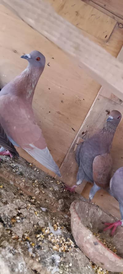 Pakistani Highflyer Teddy breeder pair