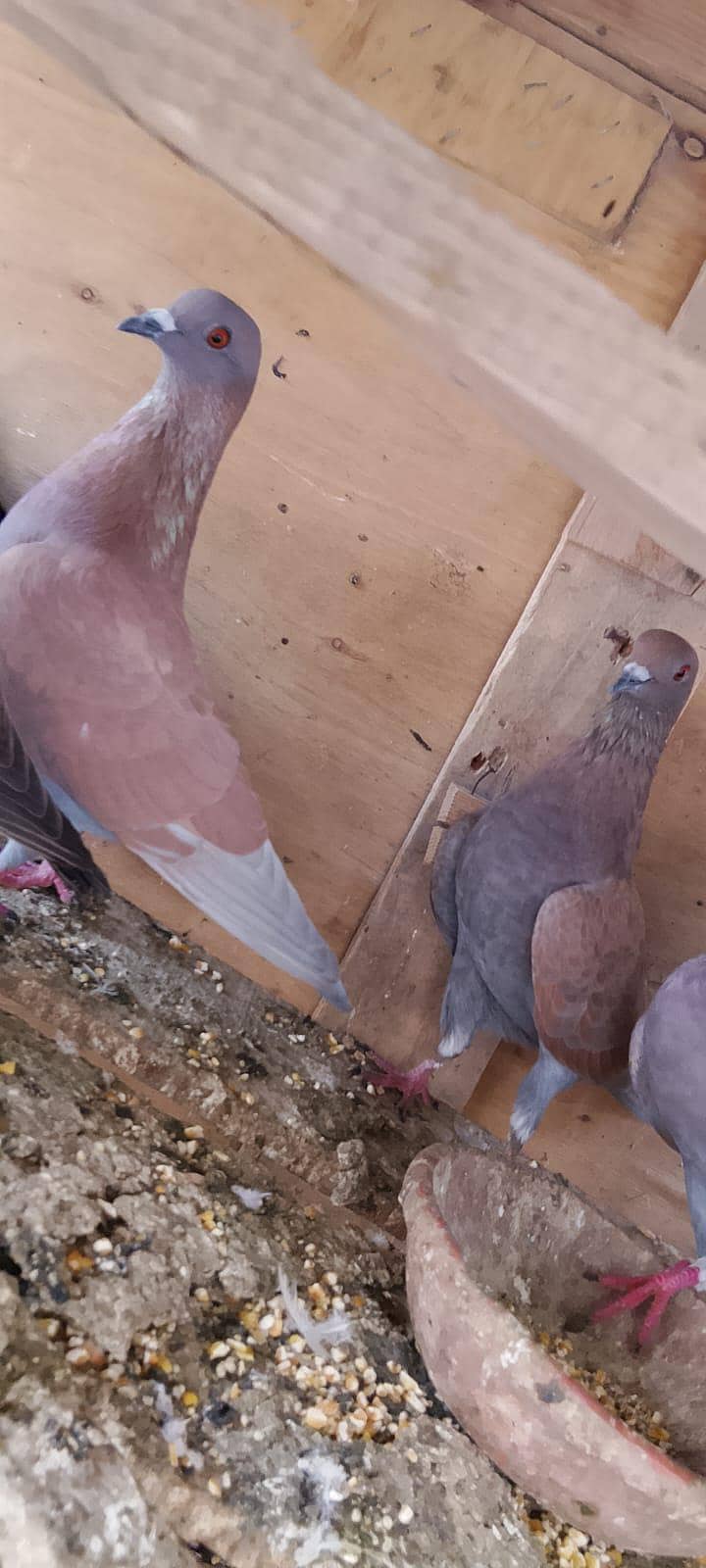 breeder pair 0