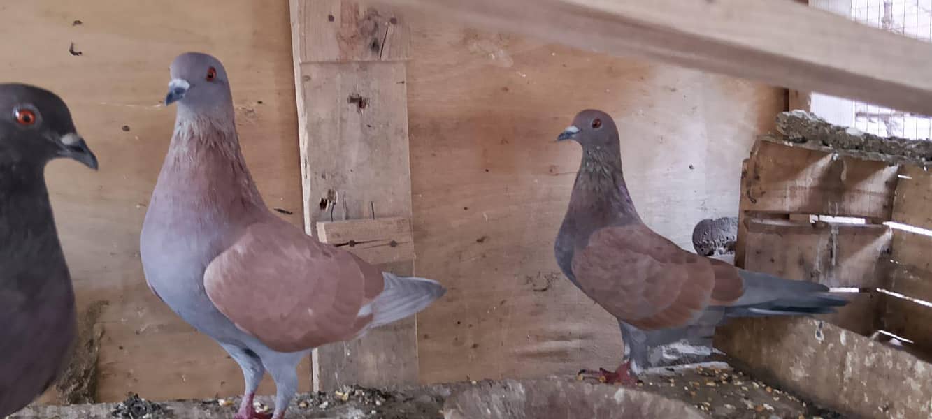 breeder pair 1