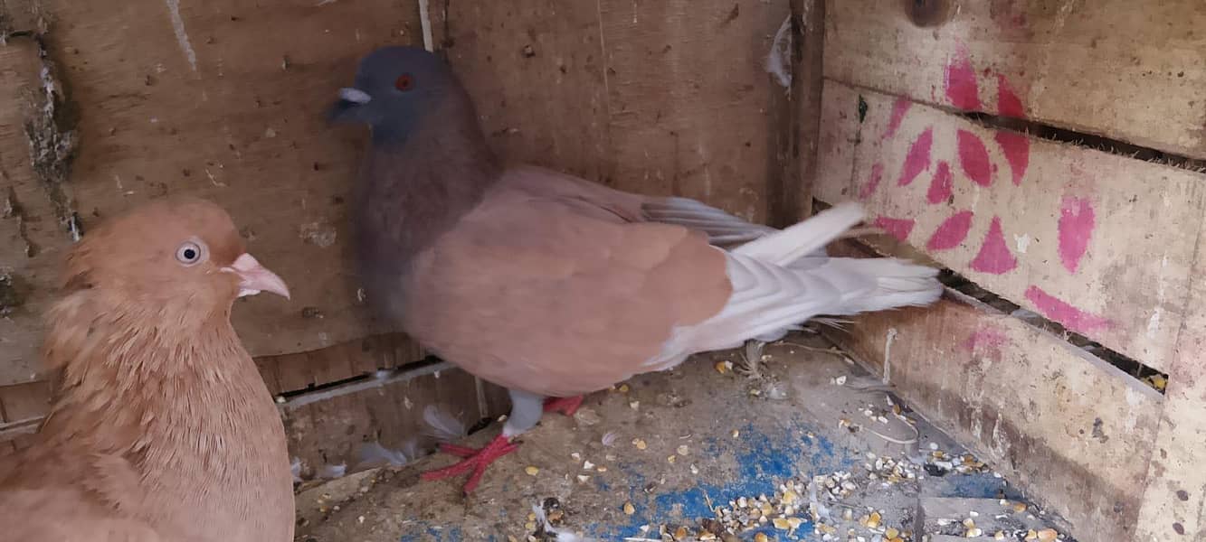 breeder pair 4