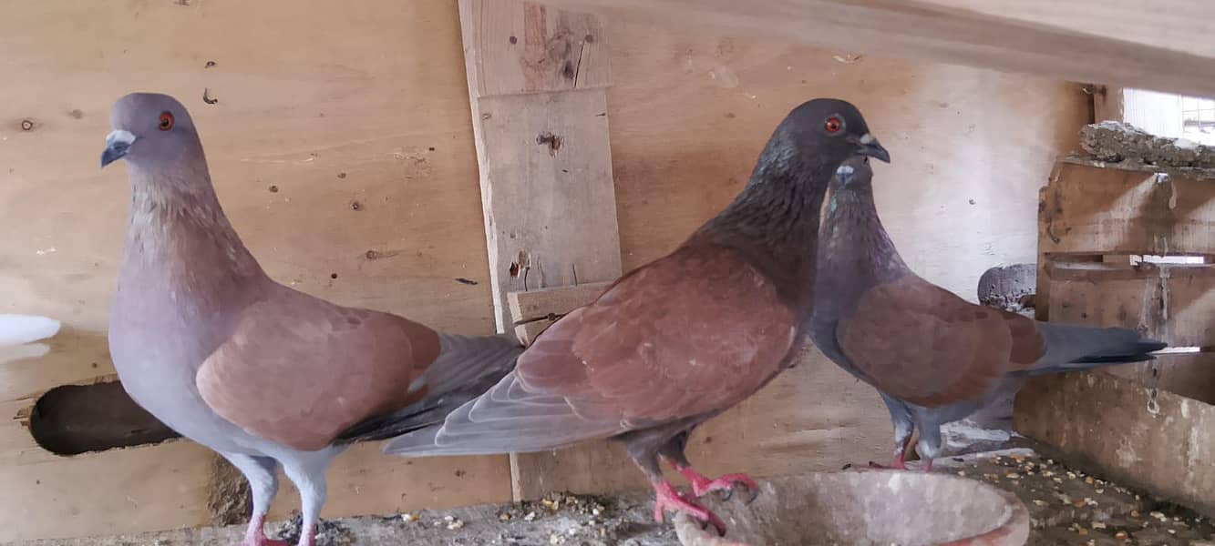 breeder pair 5