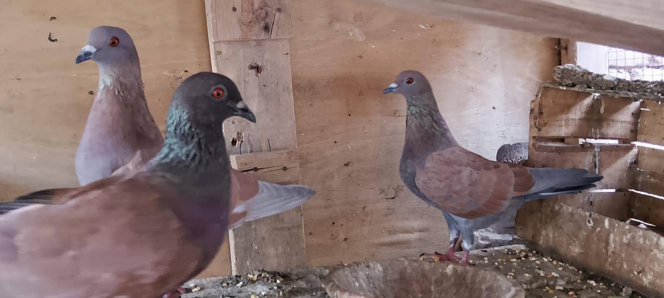 breeder pair 6