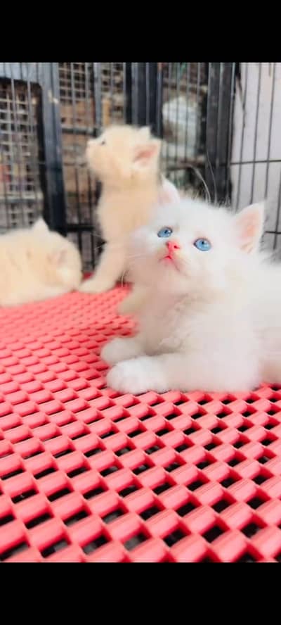 Persian cat for sale ale male over Pakistan delivery