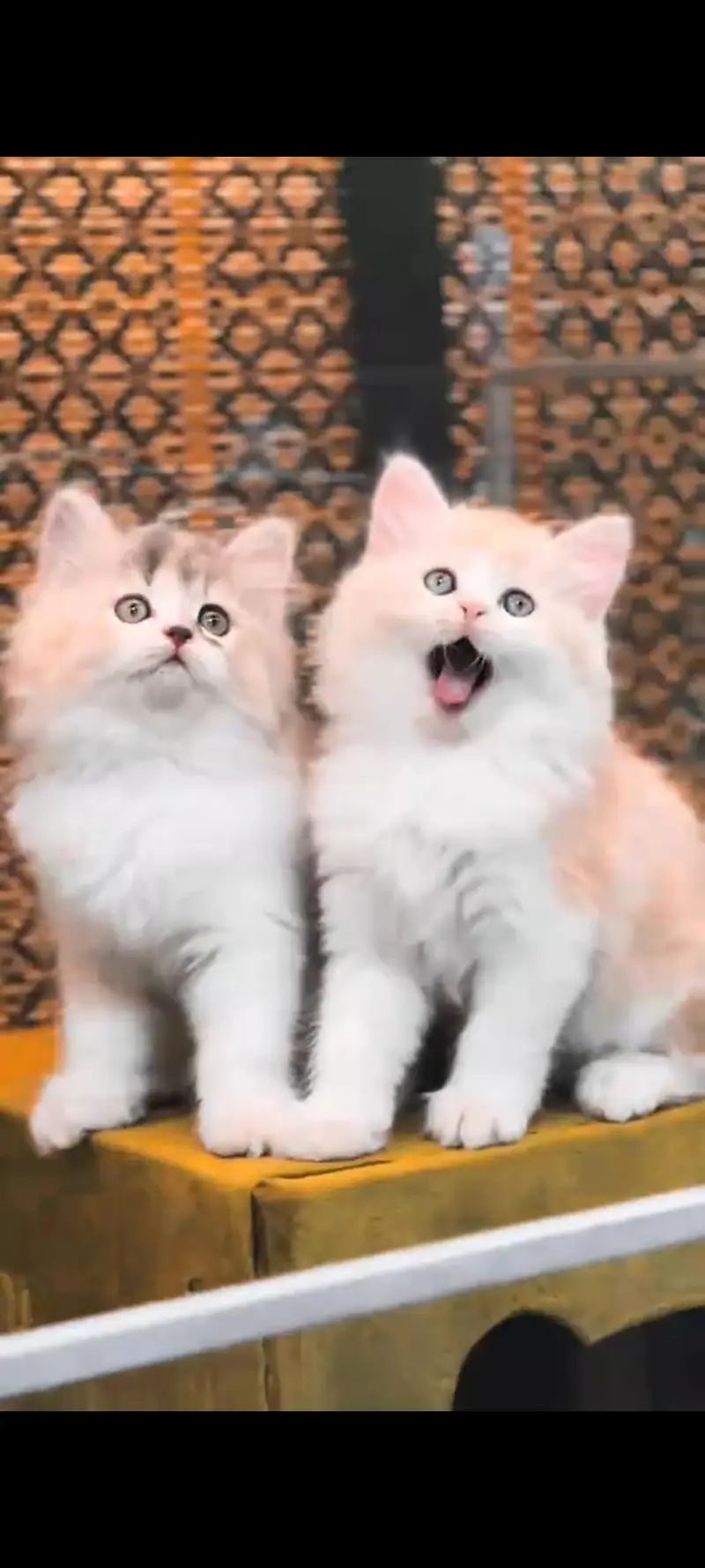 Persian cat for sale ale male over Pakistan delivery — photo 2