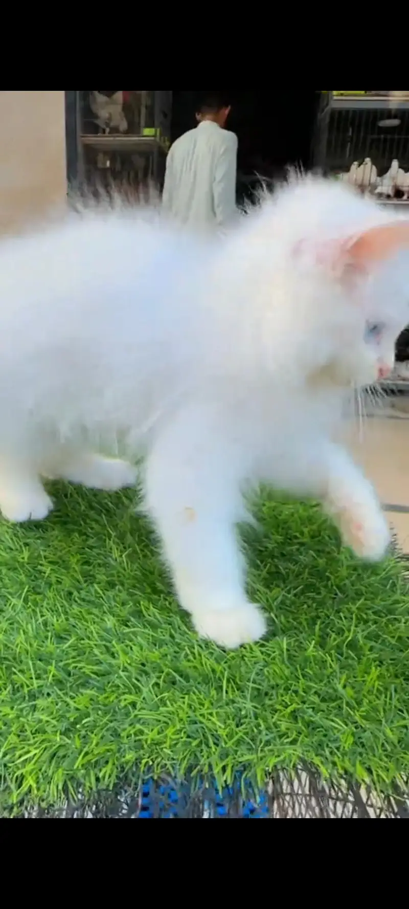 Persian cat for sale ale male over Pakistan delivery — photo 3