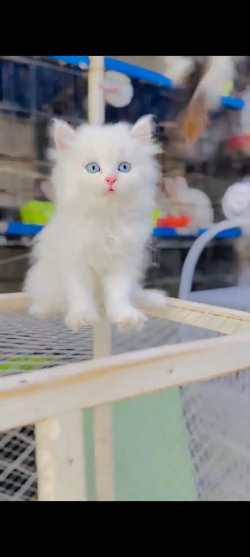 Persian cat for sale ale male over Pakistan delivery — photo 4