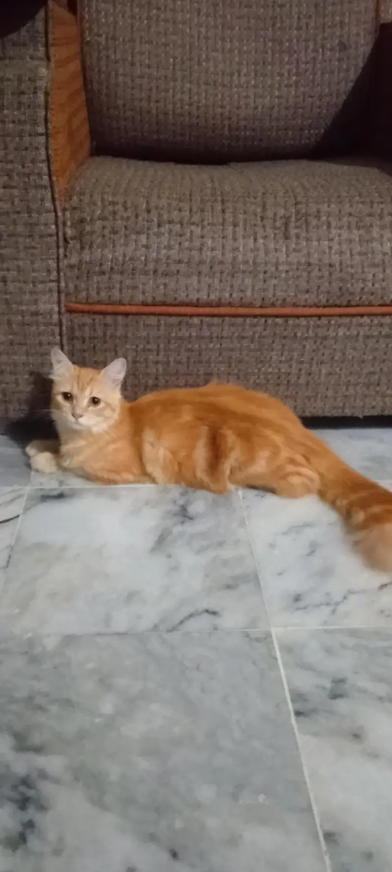 Persian cat colour goldan brown triple coated 15day cross to breed