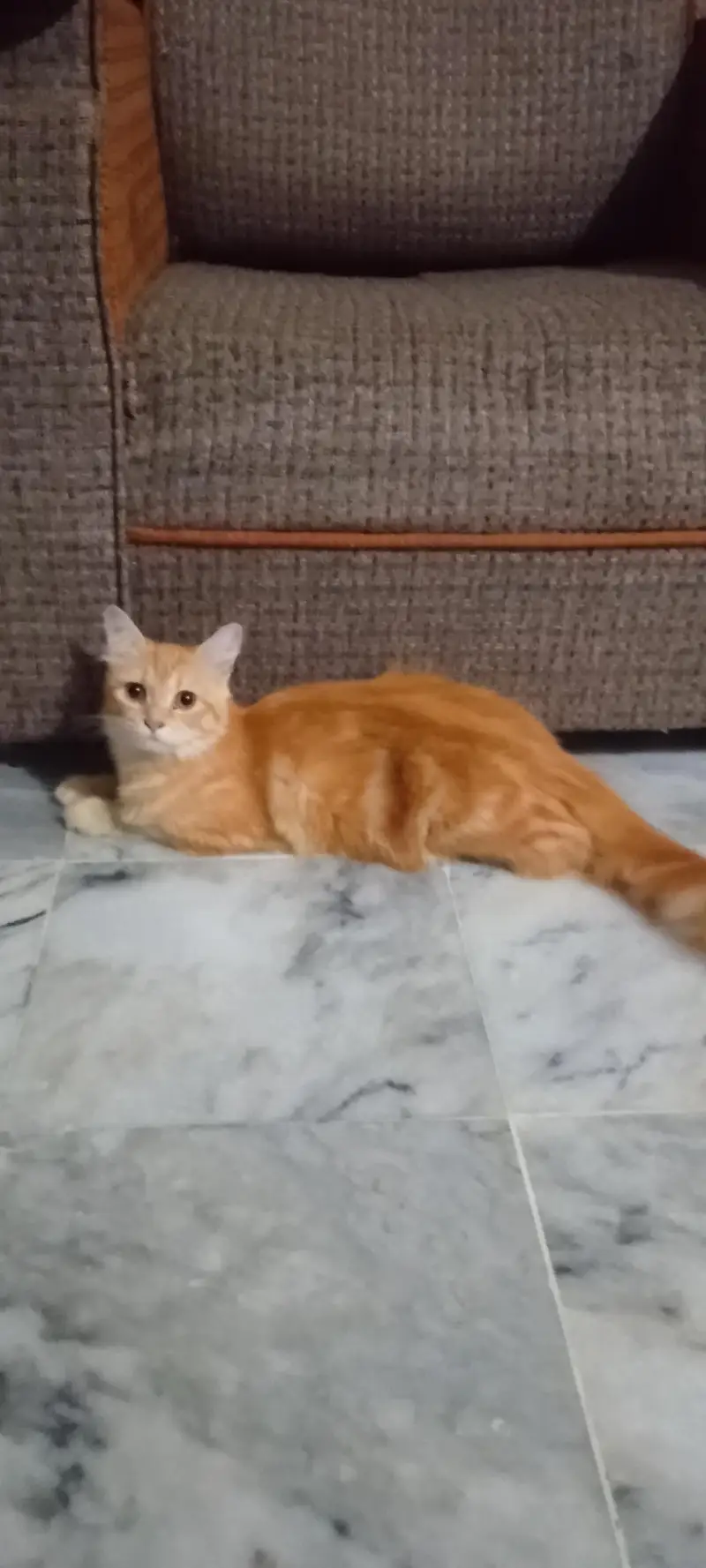 Persian cat colour goldan brown triple coated 15day cross to breed — photo 2