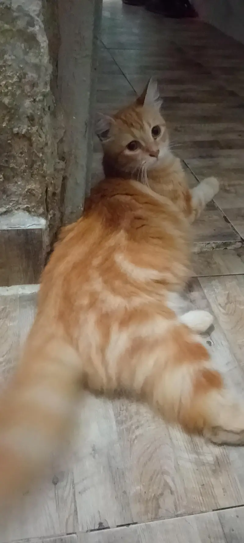 Persian cat colour goldan brown triple coated 15day cross to breed — photo 3