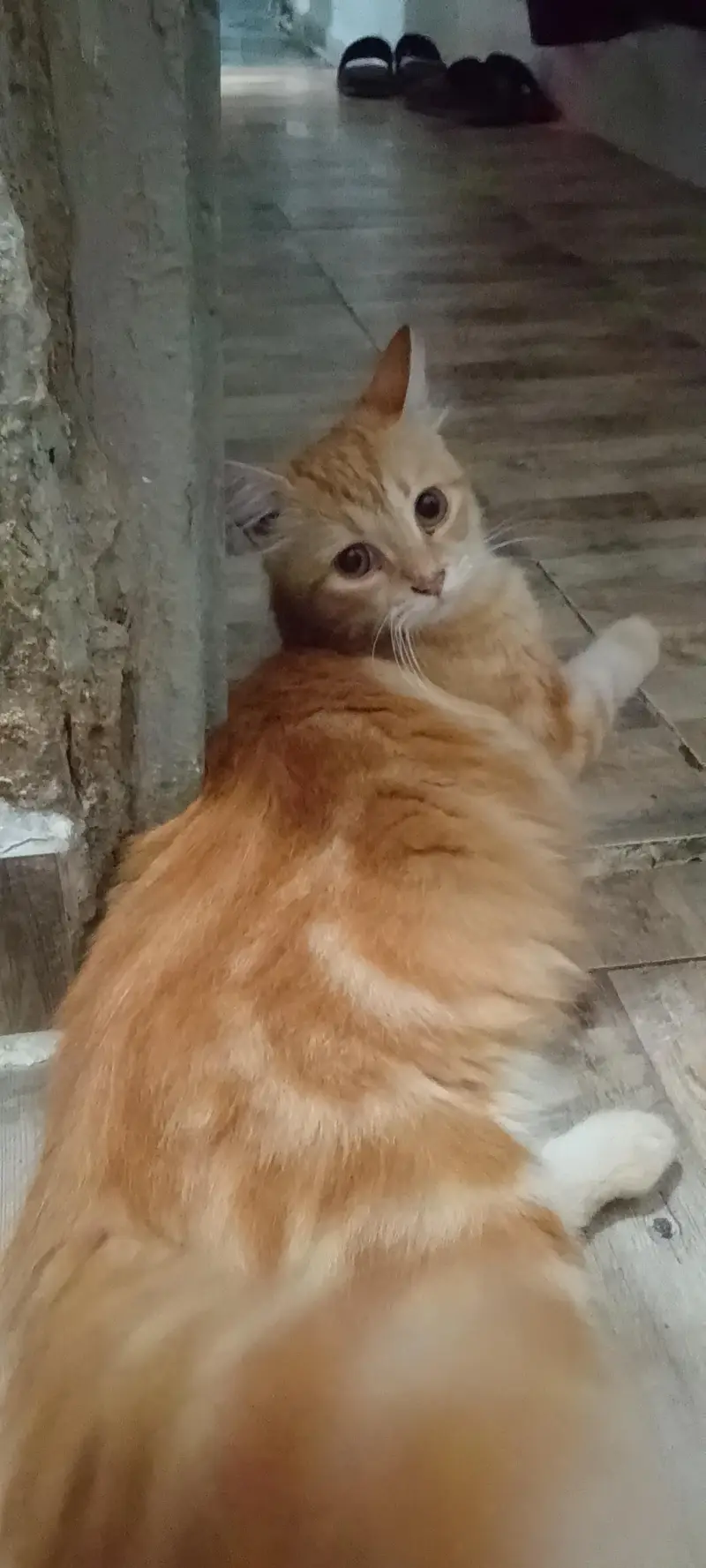 Persian cat colour goldan brown triple coated 15day cross to breed — photo 4
