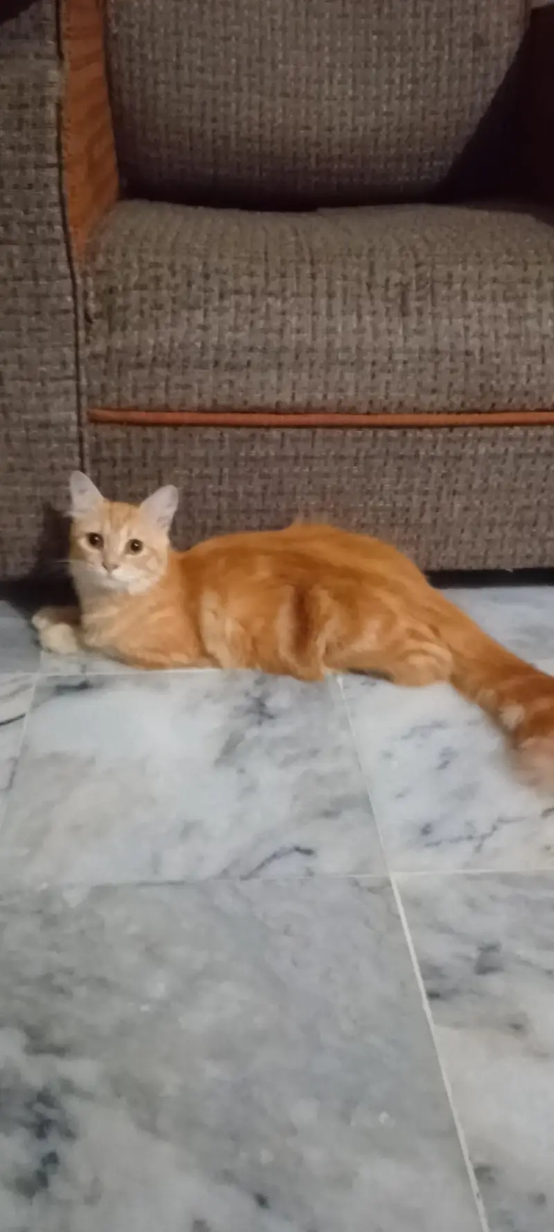 Persian cat colour goldan brown triple coated 15day cross to breed — photo 5
