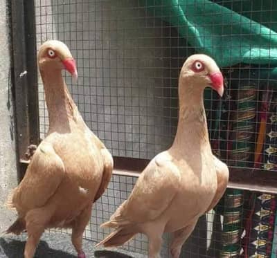 Danish Breeder Pair 10,000