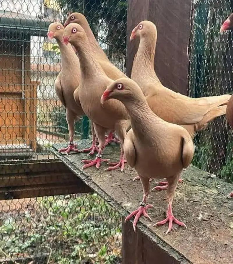Danish Breeder Pair 10,000 — photo 2