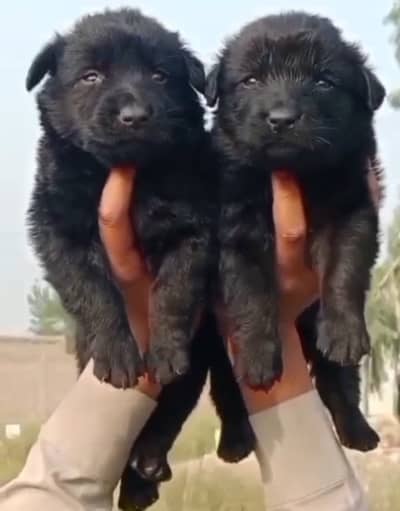 Black Shepherd Puppy Pair | GSD | Dog Puppies | puppy pair for sale
