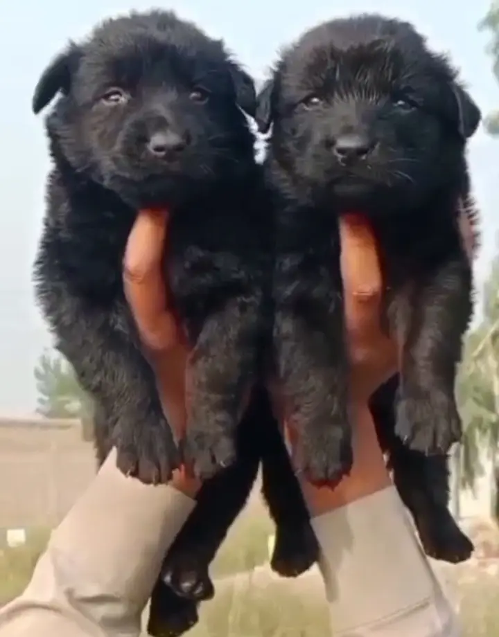 Black Shepherd Puppy Pair | GSD | Dog Puppies | puppy pair for sale