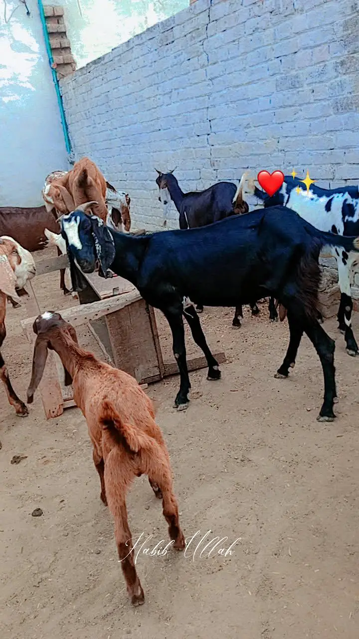 Goats For Sell