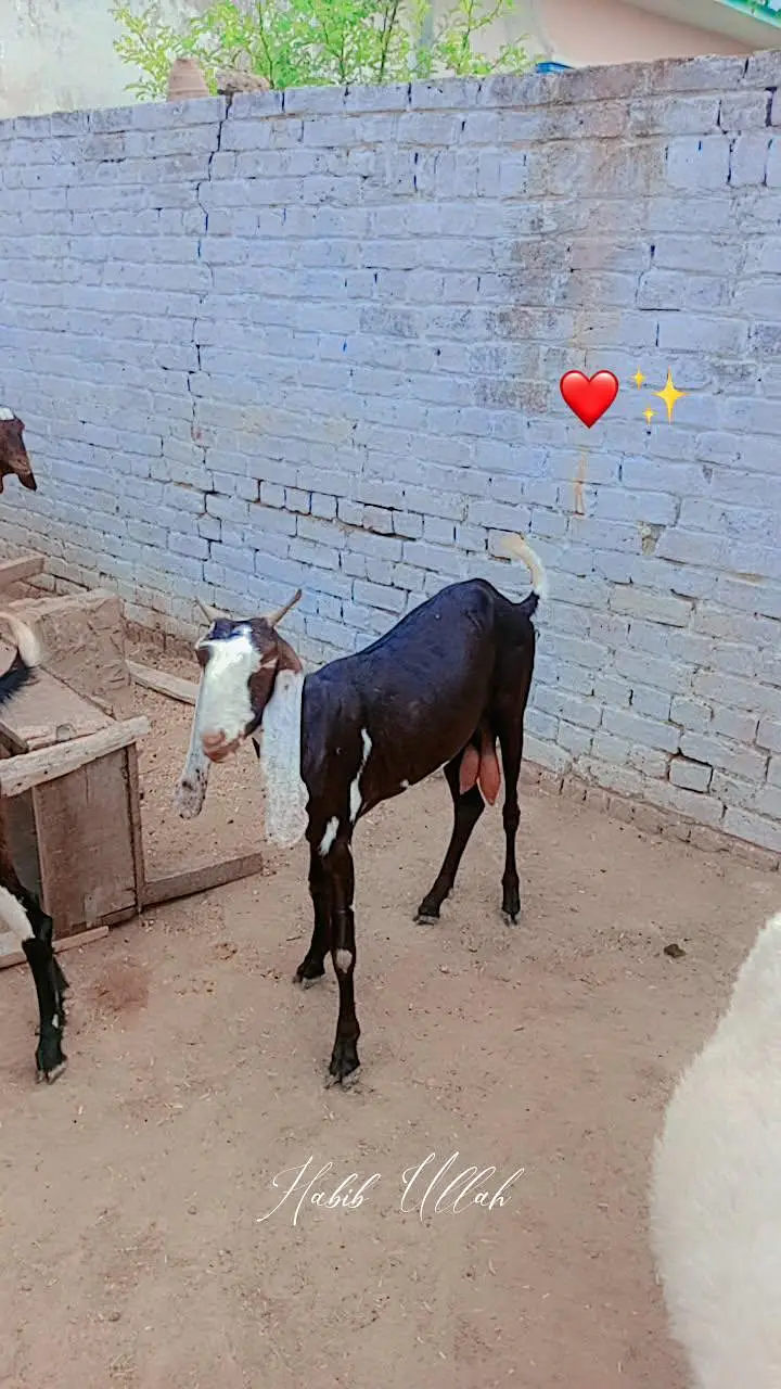 Goats For Sell — photo 3