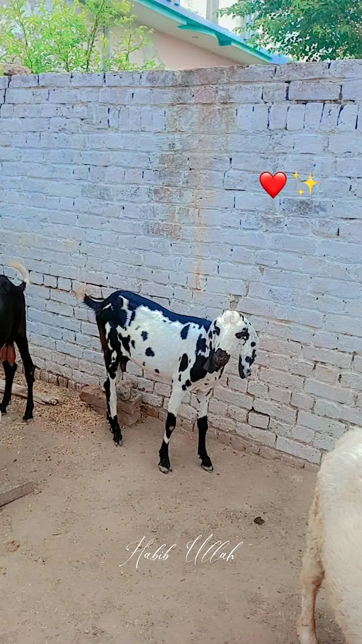 Goats For Sell — photo 4