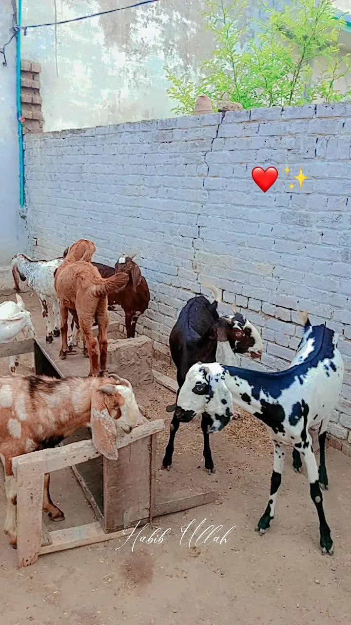 Goats For Sell — photo 5