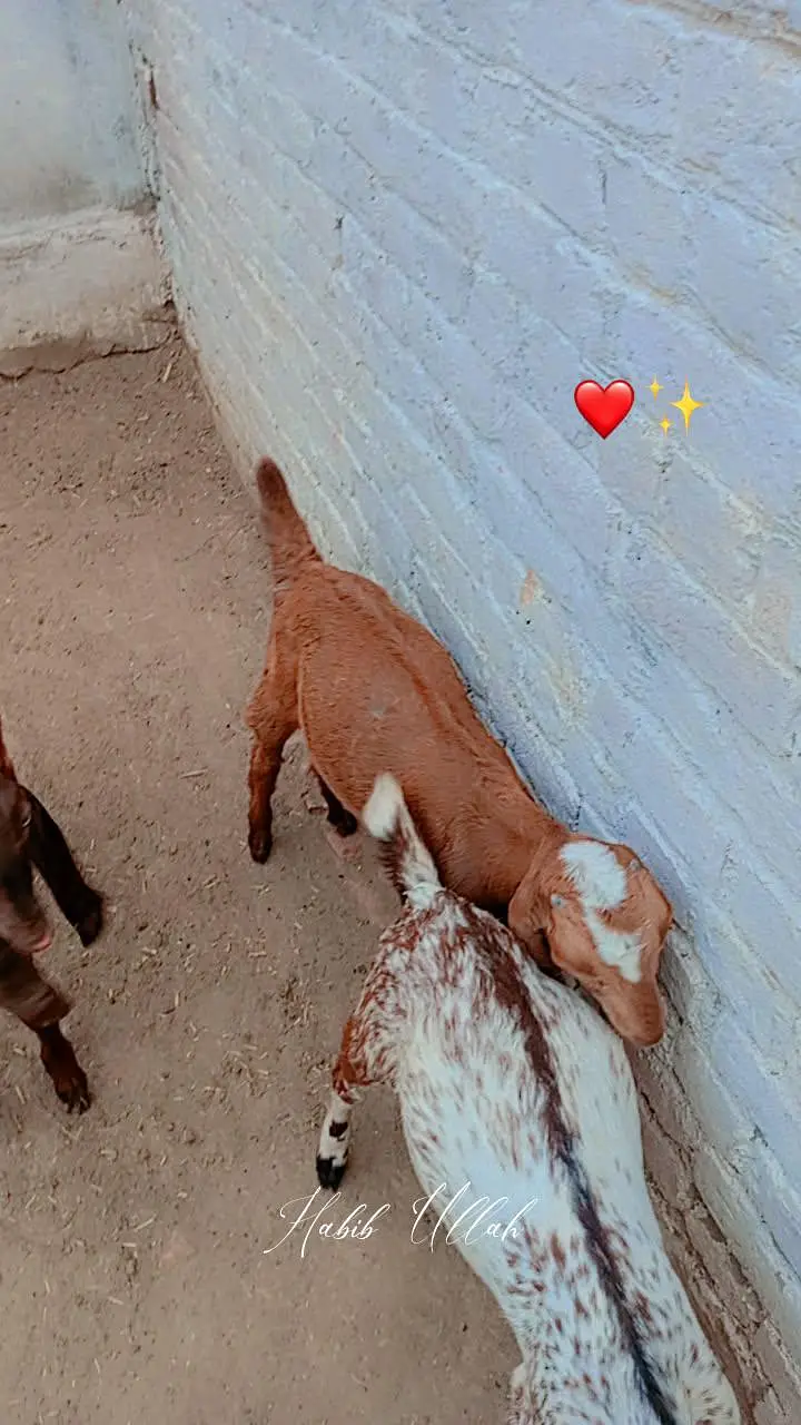 Goats For Sell — photo 7
