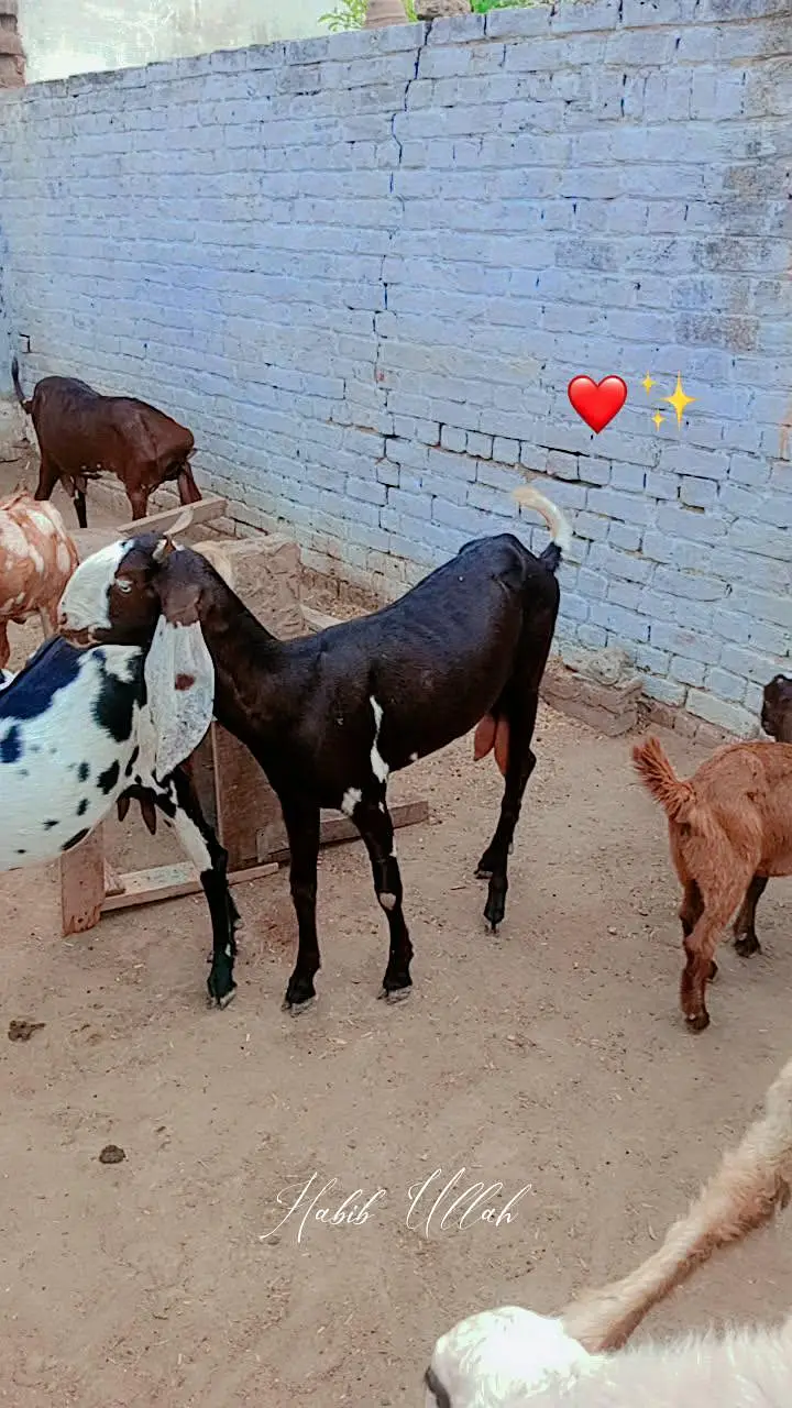 Goats For Sell — photo 9
