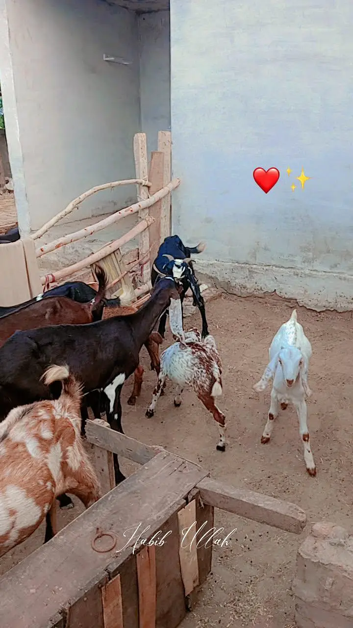 Goats For Sell — photo 10