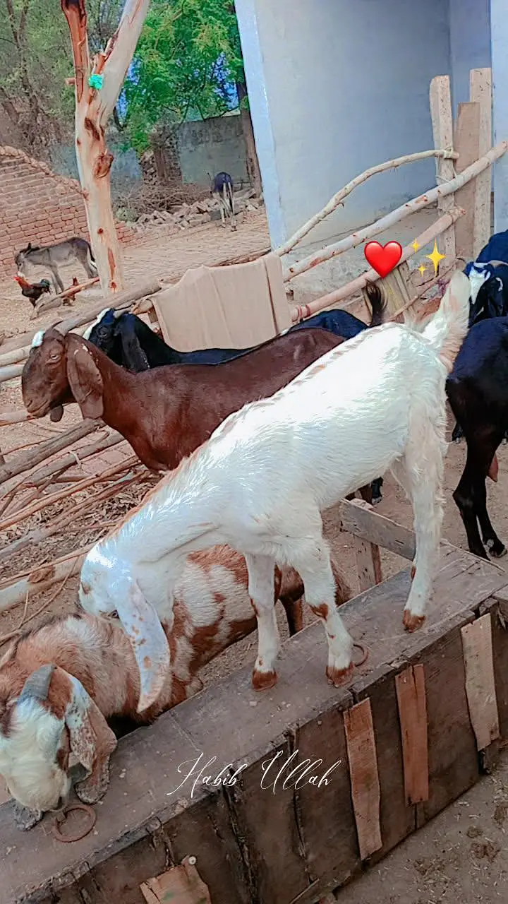 Goats For Sell — photo 11