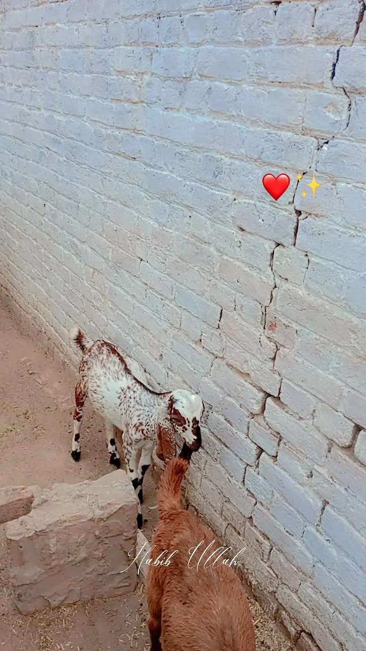 Goats For Sell — photo 12