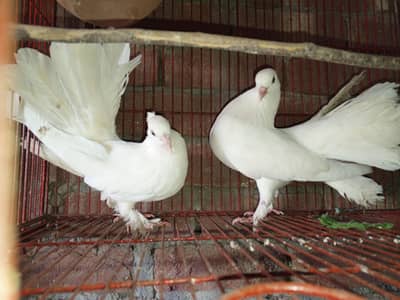 Indian fantail breeder pair for sale