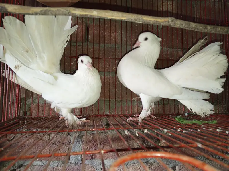Indian fantail breeder pair for sale — photo 2